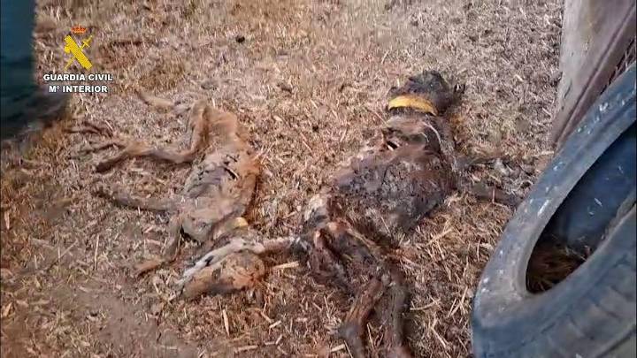 Aparecen 32 perros muertos por inanición en una finca de Azuaga