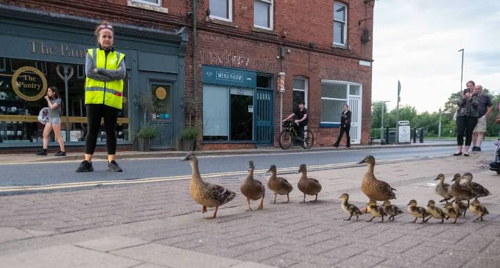 Ducks Decide Town Center is Best Sleeping Spot So Humans Escort Them Safely to and From the River Daily
