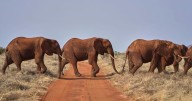 En el Día Mundial del Elefante: 5 datos sobre los mayores mamíferos terrestres