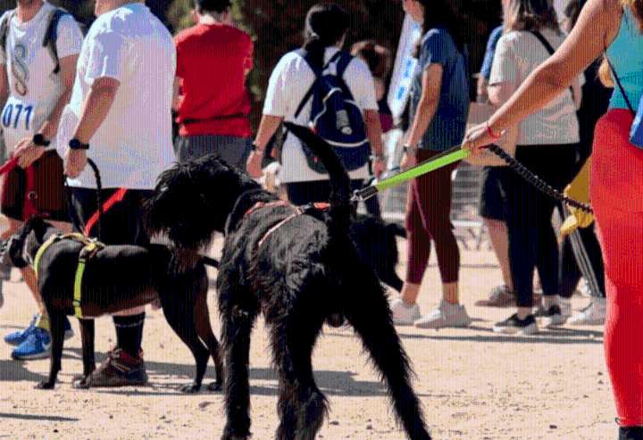La Florida invita a “Expo Patitas”, feria gratuita para mascotas que incluirá la corrida “Color Pet”
