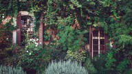 The Creeping Vine You Can Grow In Your Yard That May Be Causing Damage To Your Trees