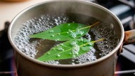 Hervir hojas de eucalipto: el remedio natural que alivia los efectos del cambio de clima