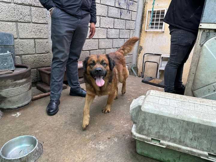 Rescatan 32 perros y gatos en Cuautitlán Izcalli