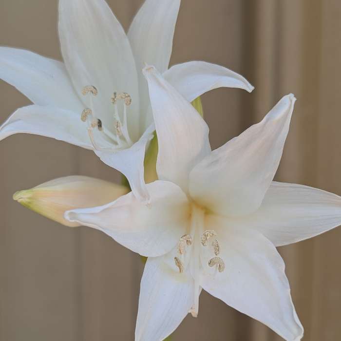 White Flowers Attract Pollinators Also