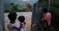 AP photos show an injured elephant frequenting an Indian village as its habitat shrinks