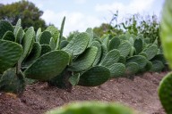 Potencia GEM cultivo de nopal, emblema de resiliencia y alimento saludable
