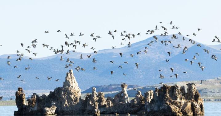 A long-journeying bird connects lakes in California and Argentina — and two communities