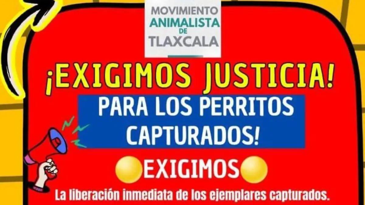 Exigen animalistas liberar a perros callejeros capturados en la Capital