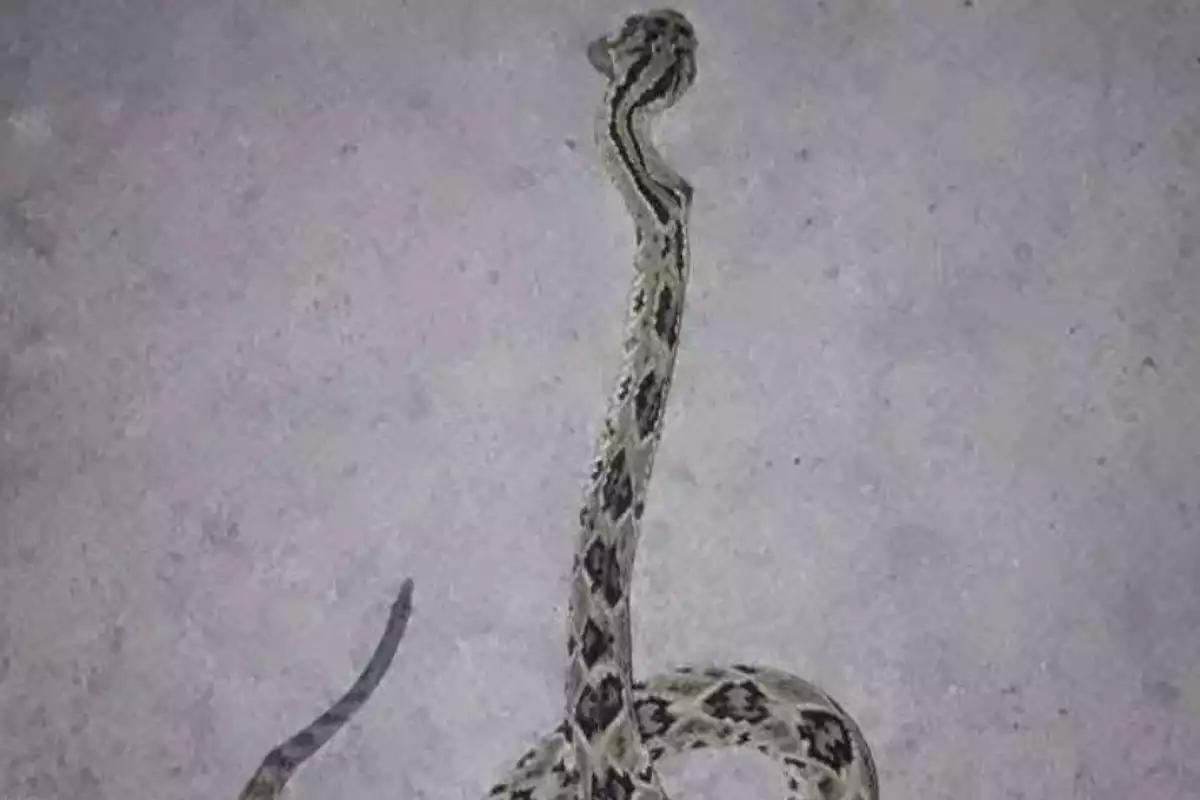 Hombre pierde la vida en hospital de Chetumal por mordida de serpiente