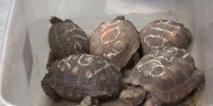 Texas Tortoise turn-in event sees tremendous turnout