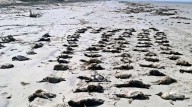 Hallan más de 700 pingüinos muertos en playas de Brasil