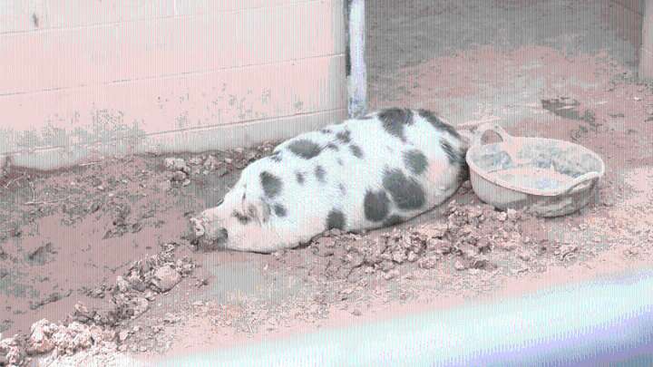 One-eared pig found in the South Valley is adopted