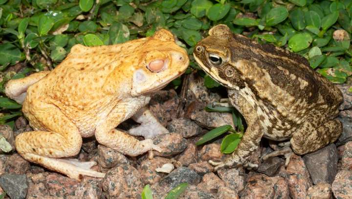 Gene-Edited Albino Cane Frogs Explain Why Albinism Is So Rare In Wild Animals