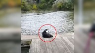 Abandoned And Traumatized Husky Curls Up On The Dock, Leaving Illinois Rescuers Shocked