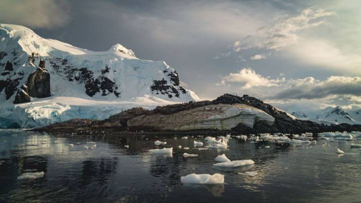 ‘Save the Whales’ was a shining success. Now can humpbacks save us from ourselves?