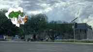 Farmacia sí solicitó autorización para derribo de árboles en Durango: Medio Ambiente