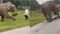 VIDEO: turista es embestido por elefante tras intentar tomarse selfie en India