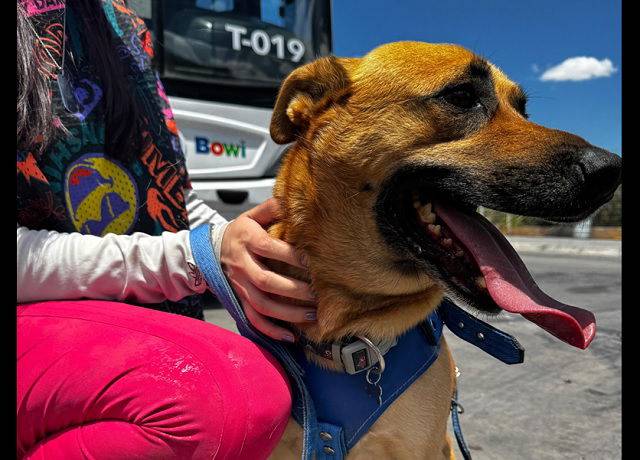 Informa Bowí sobre requisitos e indicaciones al llevar perros guía o de apoyo emocional