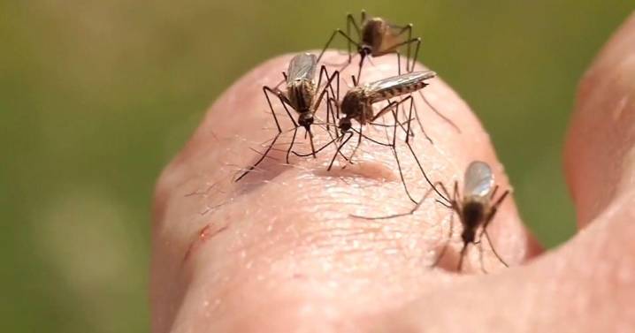 First human cases of West Nile virus detected in Denver, Jefferson County this season