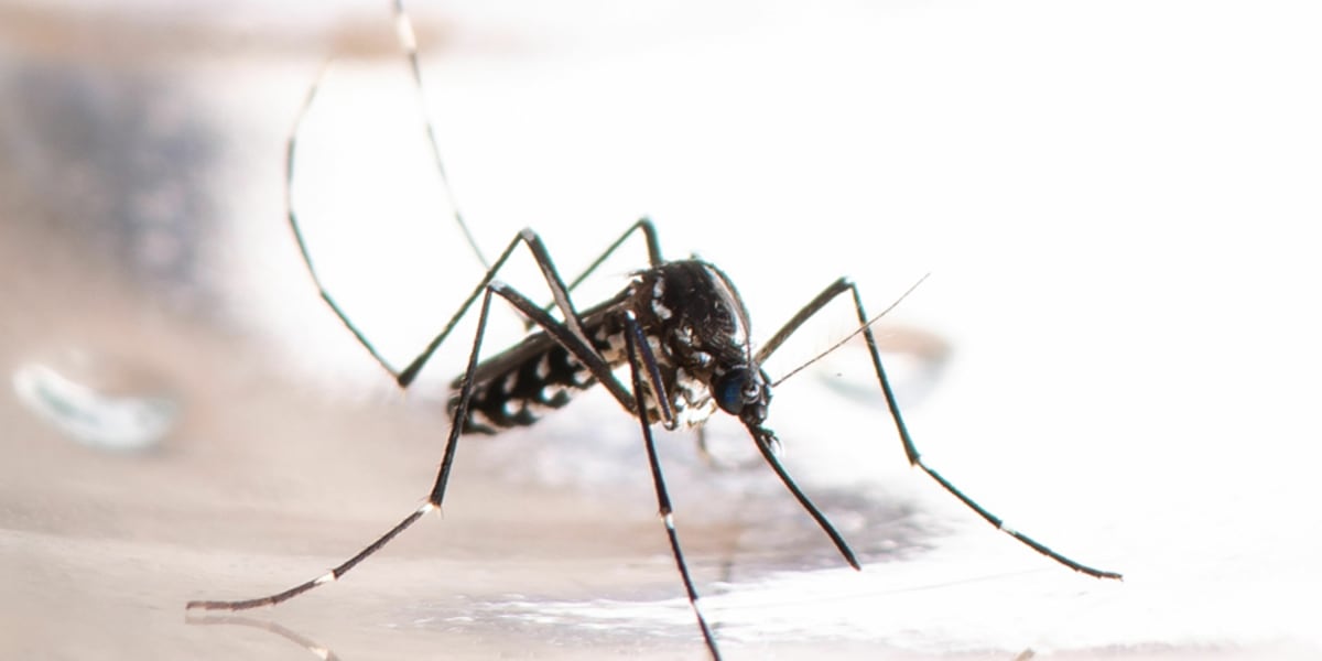 34 towns have West Nile-positive mosquitoes