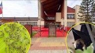 Larvas en el techo, ratones y murciélagos: Las deplorables condiciones sanitarias que tienen sin clases a colegio de Río Bueno