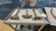 Mastodon unearthed in Kent Co. to soon be on display at GRPM
