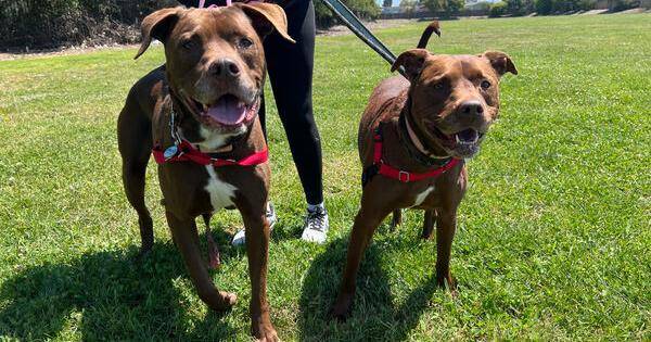 CAPA Pet of the Week: Zeus and Lilly Bell