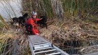 Bomberos rescatan a tres perros atrapados en una balsa de Caravaca