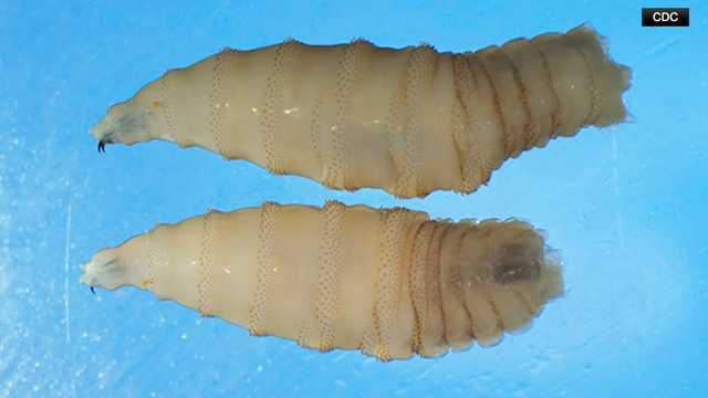 Flesh-eating New World screwworm parasite found in Marylander