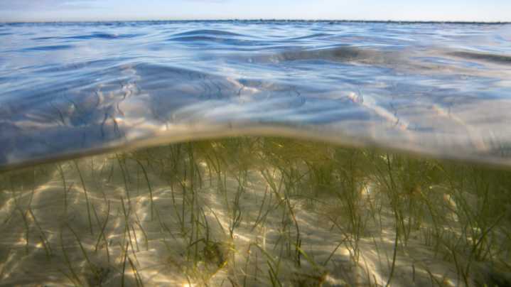 Are three new Mote research facilities the key to restoring seagrass?