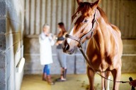 Vets trained to recognize, investigate equine cruelty
