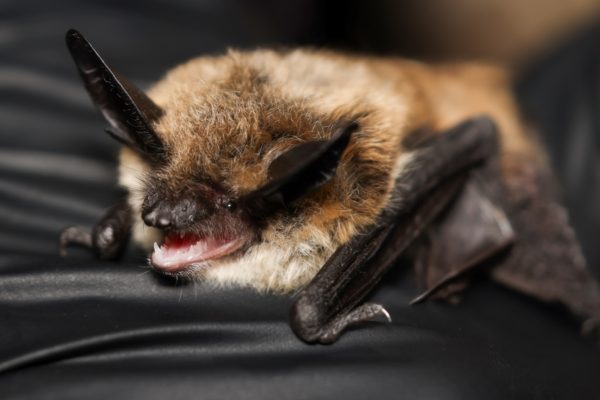 Bat tested positive for rabies in Oneida County
