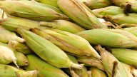 Impulsa México producción de maíz blanco con pequeños agricultores