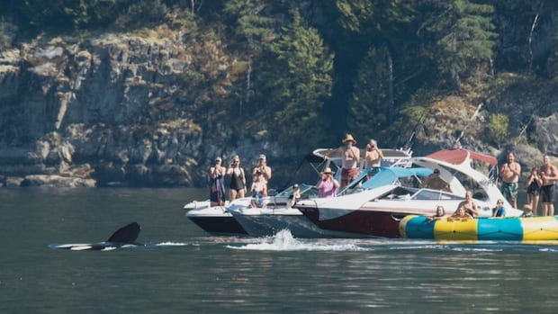 'Quite the show': Video shows orcas getting up close with B.C. boaters