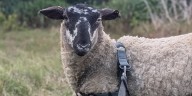 Federation Calls for Livestock Protocol for Evacuations