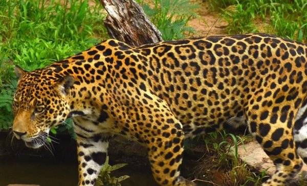 Colombia propone crear un corredor trinacional para proteger al jaguar