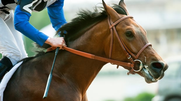 Ontario investigating 'very perplexing' Fort Erie horse race after 'Princess O Denmark' lost big lead