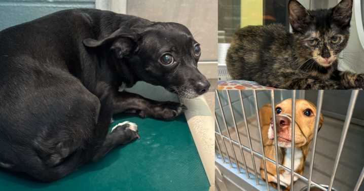 Final weekend for free pet adoptions including free cage for pups