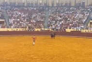 Video. Qué dijo la mamá del joven de 22 años que murió tras ser embestido por un toro de 700 kilogramos