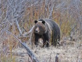 OPINION: Grizzly Bears Don't Belong In North Central Washington