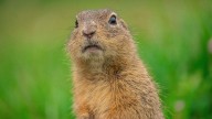 Groundhog vs. Gopher Habits and Identification