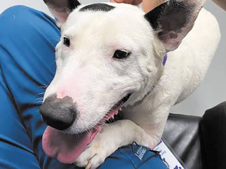 Pet of the week • 08