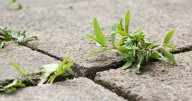The one kitchen item that can 'permanently' remove patio weeds within a day