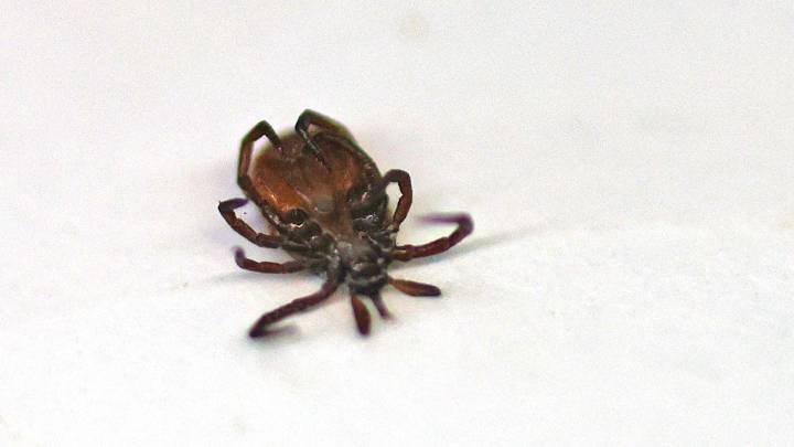 Potential tick-borne Powassan Virus case on Martha’s Vineyard – NBC Boston