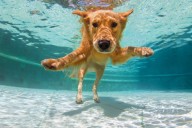 Alexandria’s Dog Swim Series Splashes Back This Saturday