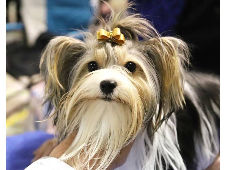 Kennel club in Sudbury to host championship dog shows