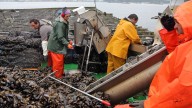 Cerradas por biotoxinas bateas de mejillón de Vigo, Pontevedra y Muros