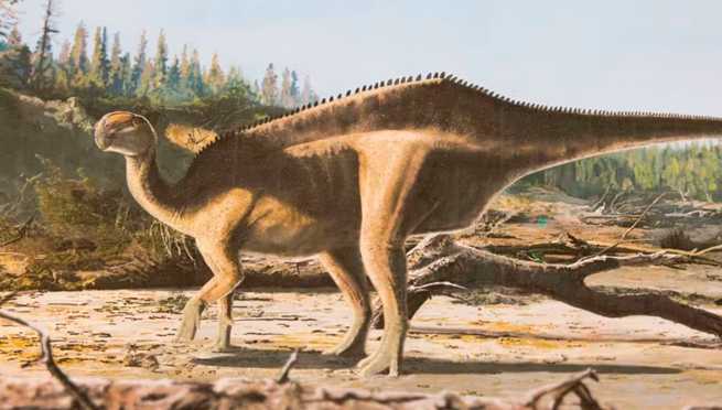 Descubren una nueva especie de dinosaurio con una llamativa vela en la espalda
