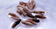 Mexico reports 53% increase in flesh-eating screwworm cases since July