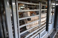 Rankin County Sheriff’s Office Investigating Cattle Shooting On Hwy 469